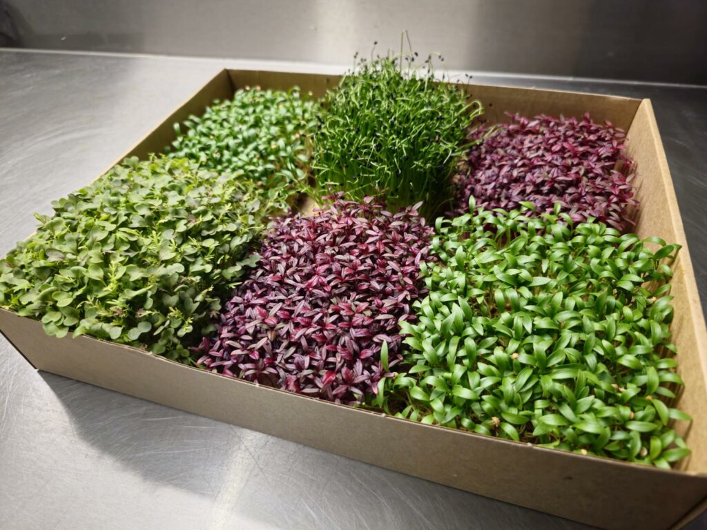 Microgreens Mixkiste